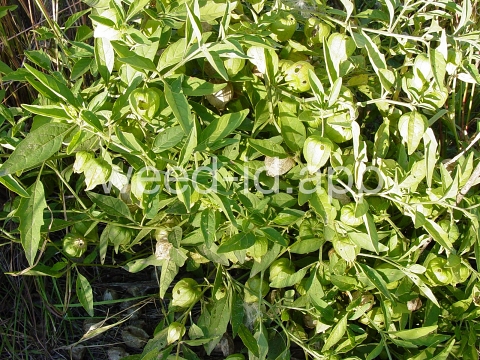 groundcherry, longleaf